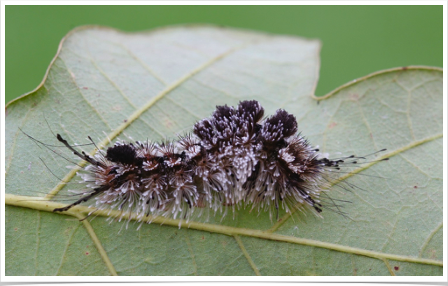 Dasychira meridionalis
Southern Tussock Moth
Pickens County, Alabama Dasychira meridionalis
Southern Tussock Moth
Pickens County, Alabama